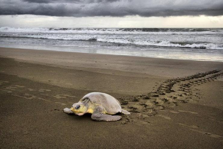 Departamento 7 Tortuguero Daire Dış mekan fotoğraf