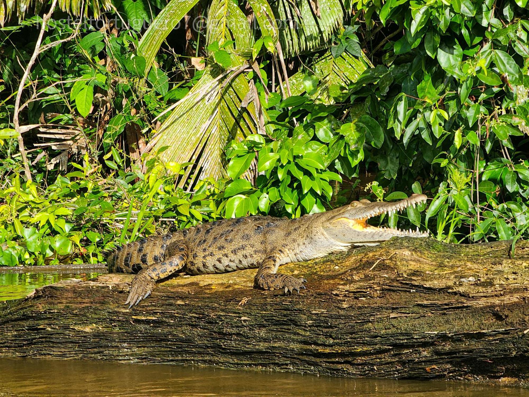 Departamento 7 Tortuguero Daire Dış mekan fotoğraf