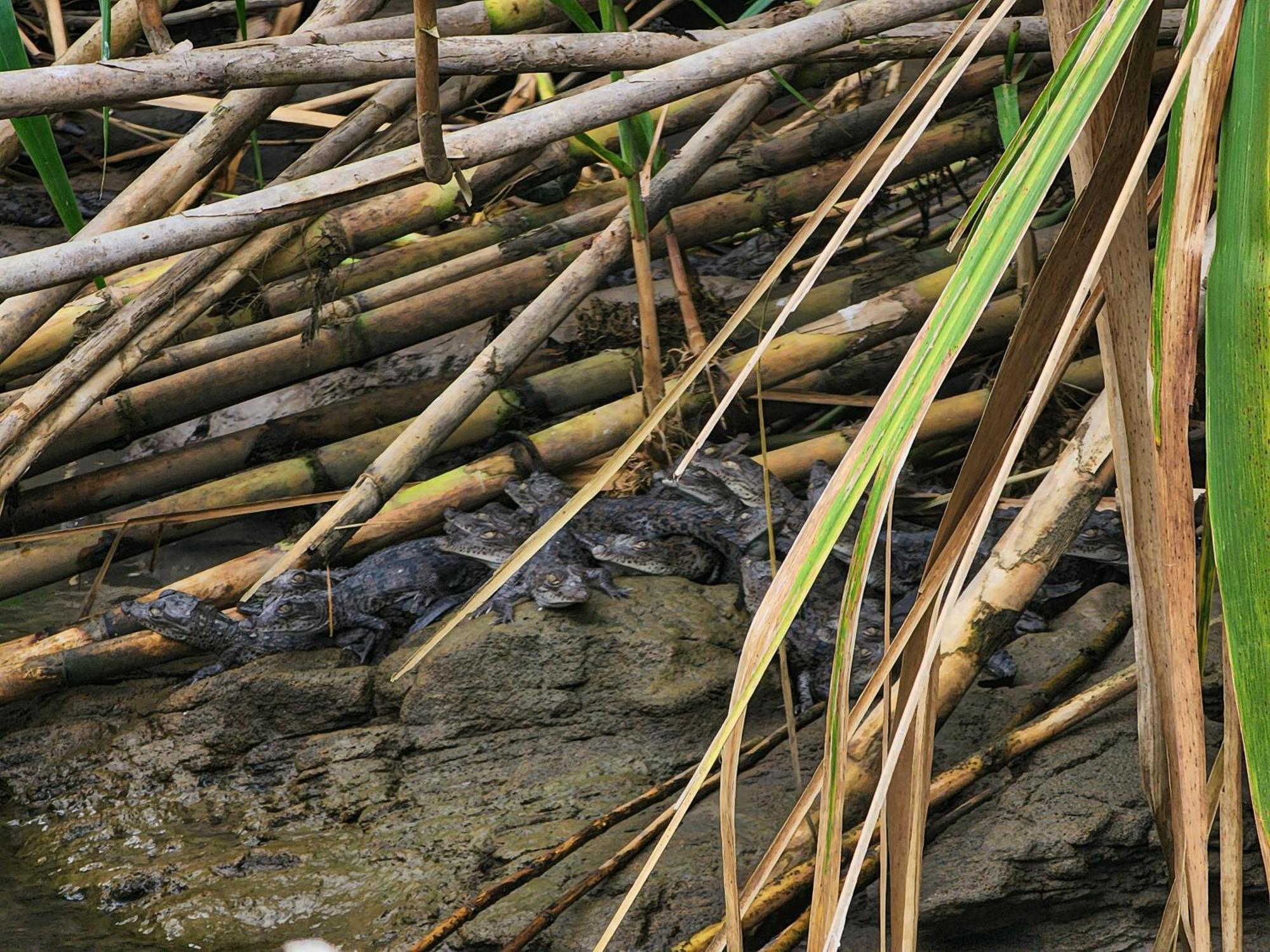 Departamento 7 Tortuguero Daire Dış mekan fotoğraf